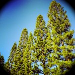 Pine View