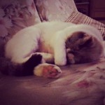 Sleeping Mocha