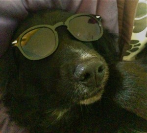 Cool Dude