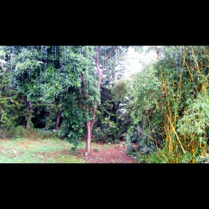 Before Iselle