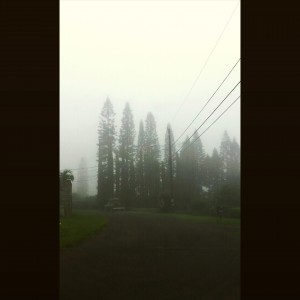 A Foggy Day In Makawao