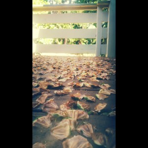 Fall Is Here In Makawao