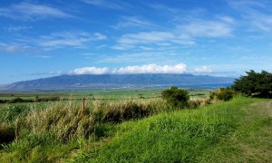 Aloha Fields Of Green