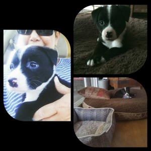 Puppy Love