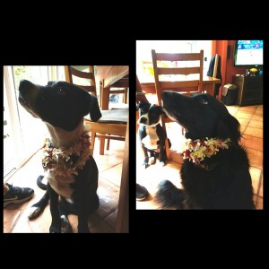 Lei Dogs