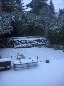 Snowy In Seattle