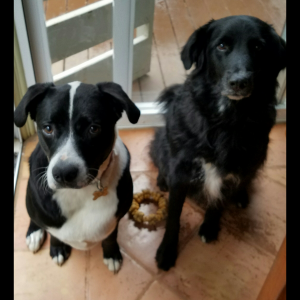 Canine Kiddos