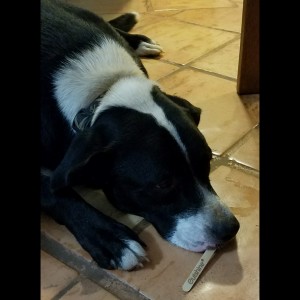 Popsicle Pup